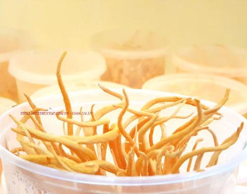 Đông trùng hạ thảo tươi nguyên khối