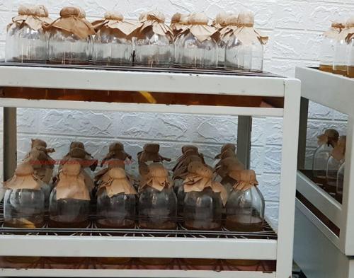 Máy lắc dịch đông trùng hạ thảo