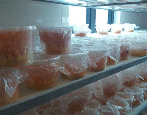 Phòng nuôi đông trùng hạ thảo ảnh 1