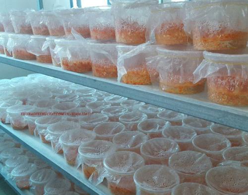 Phòng nuôi đông trùng hạ thảo ảnh 2