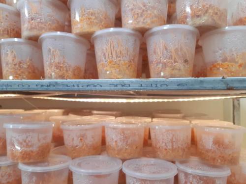 Phòng nuôi đông trùng hạ thảo ảnh 3