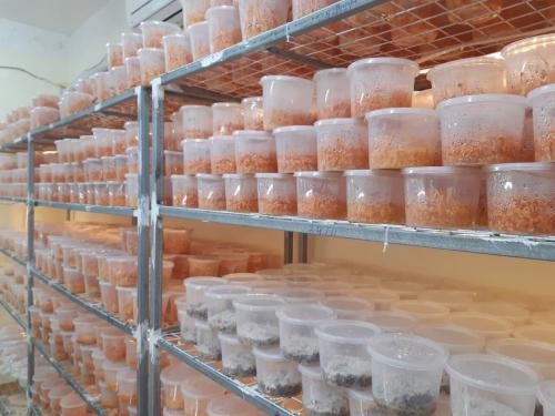 Phòng nuôi đông trùng hạ thảo ảnh 4