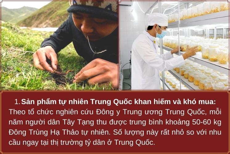 5 lý do nên mua đông trùng hạ thảo việt nam-1