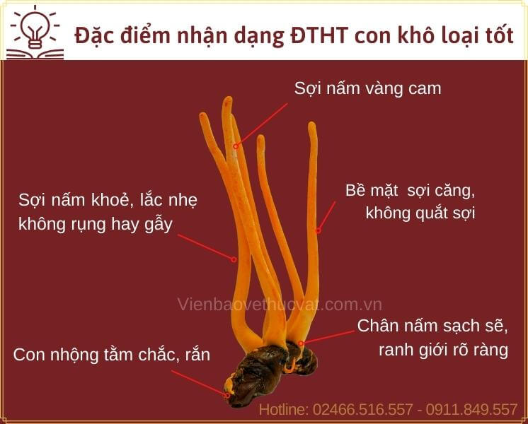Đặc điểm nhận dạng con tươi đông trùng hạ thảo tốt
