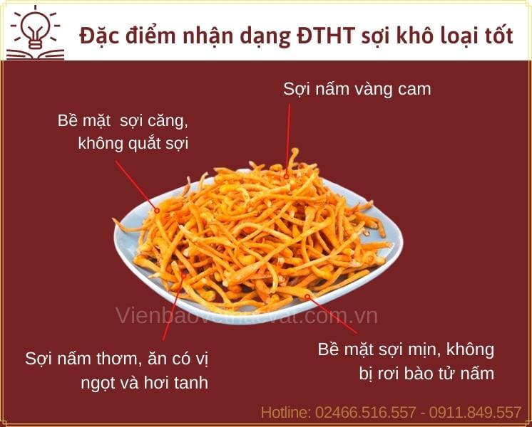 Đặc điểm nhận dạng con tươi đông trùng hạ thảo tốt