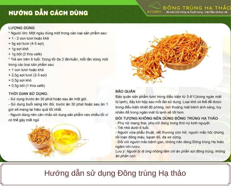 Hướng dẫn sử dụng đông trùng hạ thảo ảnh 1