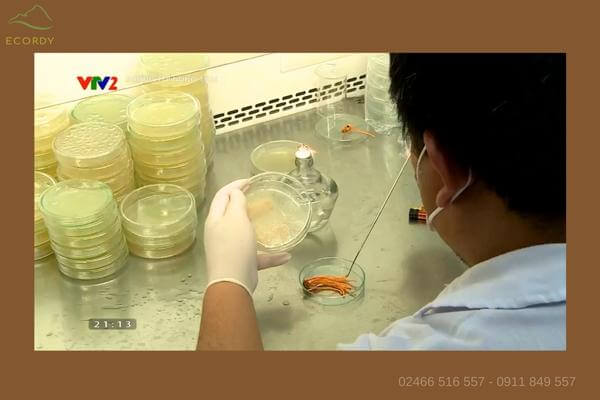 Quá trình nhân giống đông trùng hạ thảo tại Viện Bảo vệ Thực vật