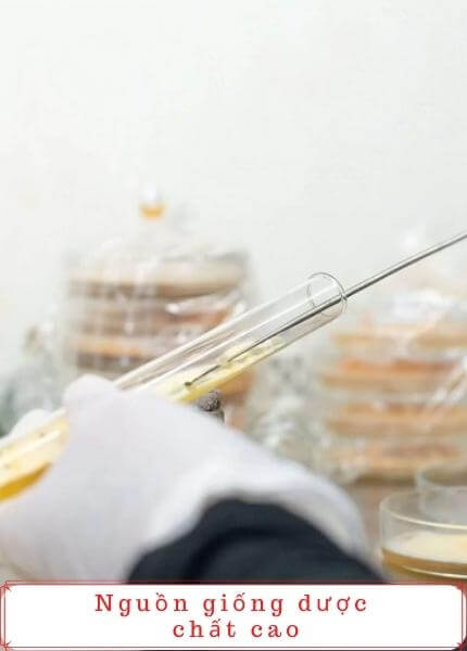 Giống đông trùng hạ thảo viện bảo vệ thực vật