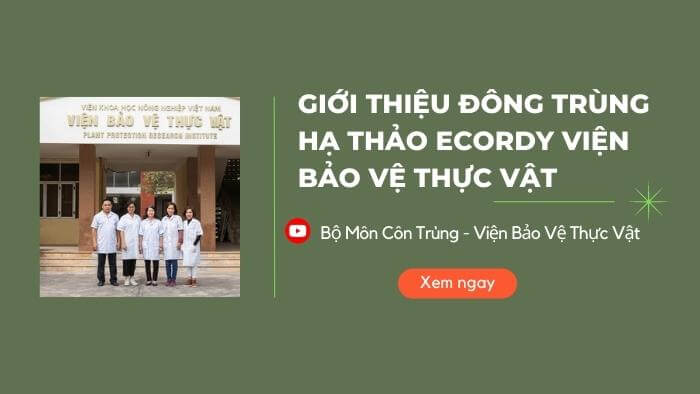 Giới thiệu Đông trùng Hạ thảo viện bảo vệ thực vật Ecordy