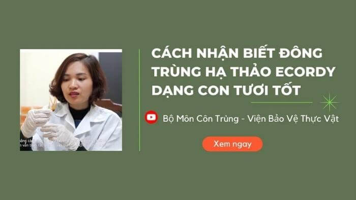 Cách nhận biết ĐTHT Con tươi tốt