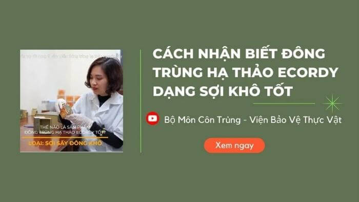 Hướng dẫn phân biệt ĐTHT sợi khô tốt