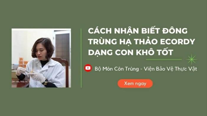 Cách chọn ĐTHT con khô tốt