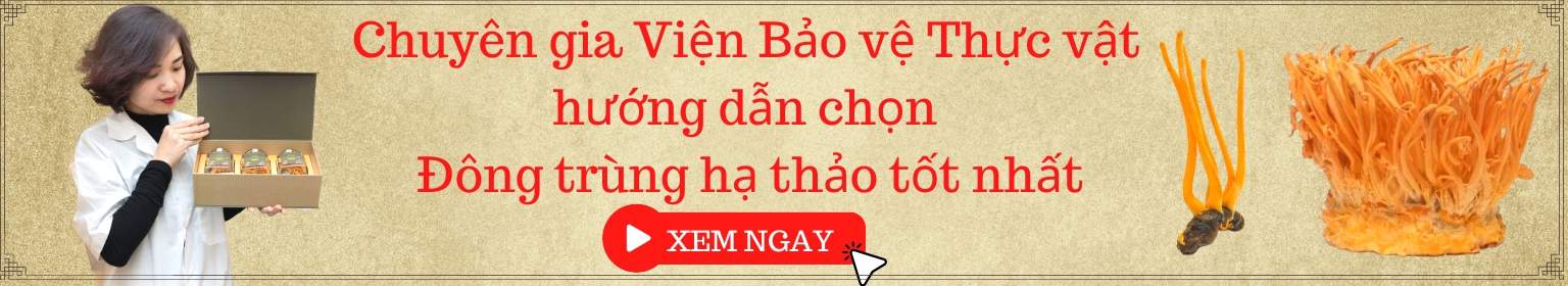 Chuyên gia đông trùng hạ thảo viện bảo vệ thực vật hướng dẫn chọn đông trùng hạ thảo tốt