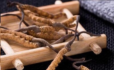 Đông trùng hạ thảo là gì?