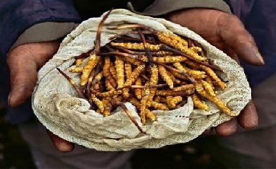 Công dụng của Đông trùng hạ thảo đối với bệnh nhân ung thư