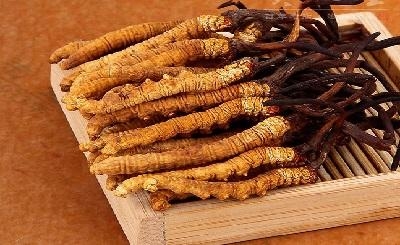 10 sự thật về đông trùng hạ thảo