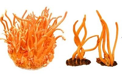 Tại sao đông trùng hạ thảo tốt đến như vậy?