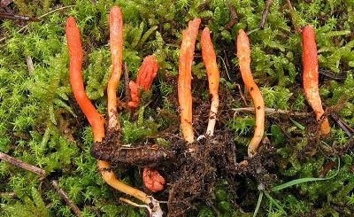 Đông trùng hạ thảo Hàn Quốc hay Trung Quốc tốt hơn