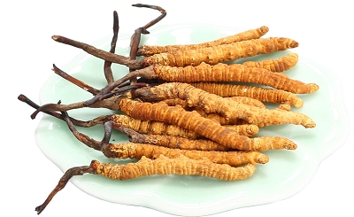 Cách phân biệt đông trùng hạ thảo thật - giả