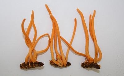 Khả năng sinh lý có cải thiện khi dùng đông trùng hạ thảo?