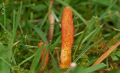 Đông trùng hạ thảo là gì?