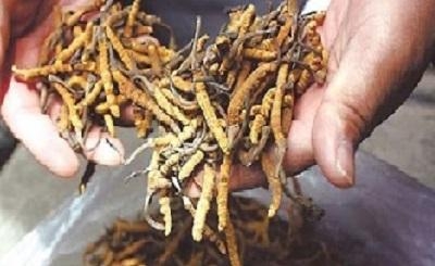 Những lưu ý khi chọn mua đông trùng hạ thảo