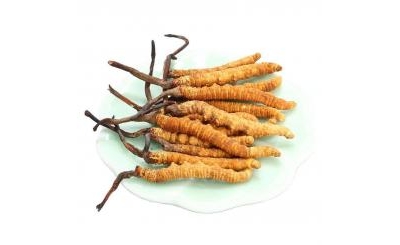 Tác dụng của Cordyceps Sinensis