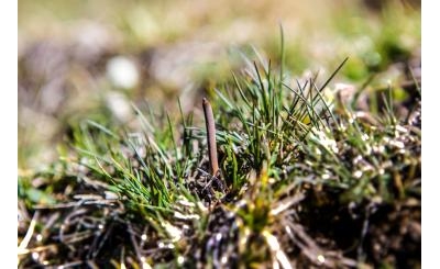 [Ảnh] Khám phá hình ảnh đi tìm Đông Trùng Hạ Thảo ở Trung Quốc