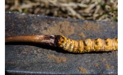 So sánh đông trùng hạ thảo nuôi cấy với đông trùng hạ thảo tự nhiên?