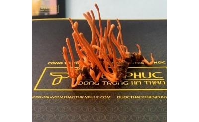 Đông Trùng Hạ Thảo Việt Nam Thiên Phúc - Nâng cao giá trị cuộc sống