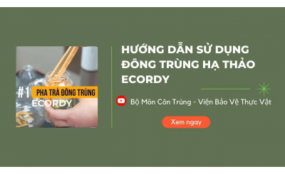 Các cách sử dụng đông trùng hạ thảo phổ biến