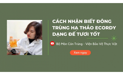 Chuyên gia viện Bảo vệ Thực vật hướng dẫn cách chọn đông trùng hạ thảo