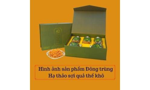 Đông trùng hạ thảo khô Ecordy dạng sợi