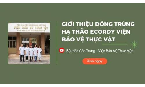 Giới thiệu Đông trùng Hạ thảo viện bảo vệ thực vật Ecordy