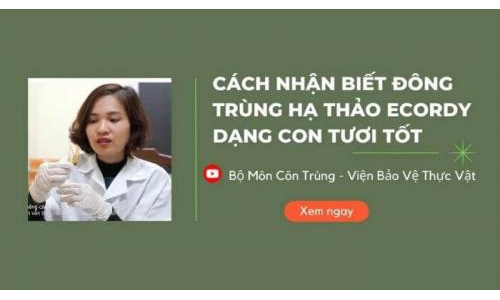 Cách nhận biết ĐTHT Con tươi tốt