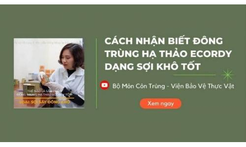 Hướng dẫn phân biệt ĐTHT sợi khô tốt