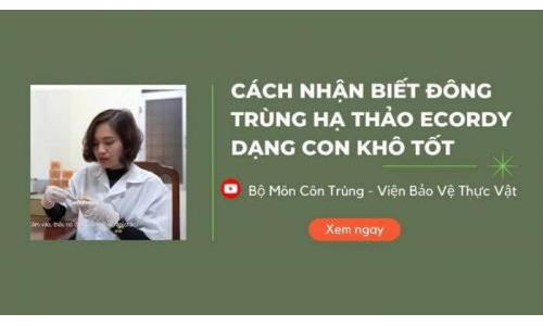 Cách chọn ĐTHT con khô tốt