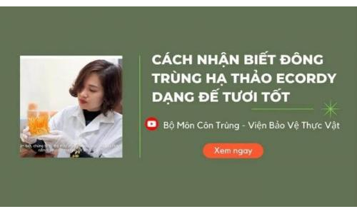 Cách chọn ĐTHT sinh khối tươi tốt